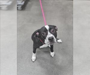 Pointer-Unknown Mix Dogs for adoption in Forestville, MD, USA