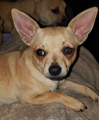 Small Chihuahua Mix