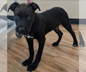 Mutt Dogs for adoption in Rowlett, TX, USA