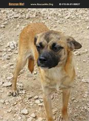 Chug Dogs for adoption in Hankamer, TX, USA