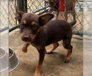 Chihuahua-Unknown Mix Dogs for adoption in San Martin, CA, USA