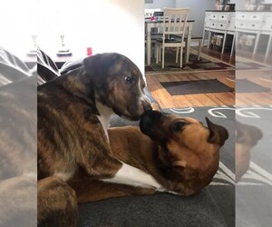Boxita Dogs for adoption in Aurora, IN, USA