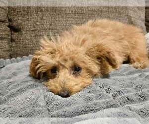 Goldendoodle (Miniature) Dogs for adoption in Lee's Summit, MO, USA