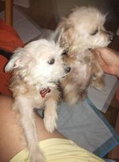Maltese-Unknown Mix Dogs for adoption in Seminole, FL, USA