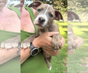 American Pit Bull Terrier-Unknown Mix Dogs for adoption in Clarkston, MI, USA