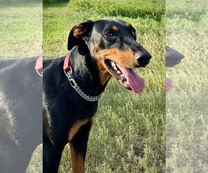 Doberman Pinscher Dogs for adoption in Devine, TX, USA