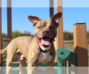 French Bulldog-Staffordshire Bull Terrier Mix Dogs for adoption in Chestertown, MD, USA