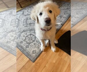 Great Pyrenees Dogs for adoption in Bend, OR, USA