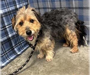 Mutt Dogs for adoption in Rosenberg, TX, USA