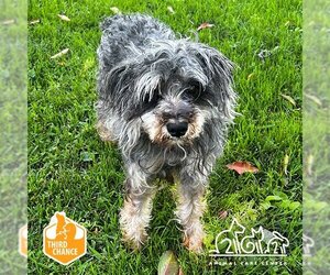 - Mix Dogs for adoption in Irvine, CA, USA