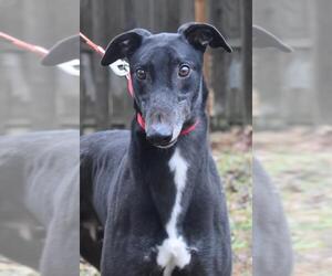 Greyhound Dogs for adoption in Cherry Hill, NJ, USA