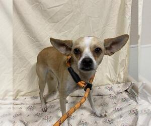 Chihuahua Dogs for adoption in Modesto, CA, USA