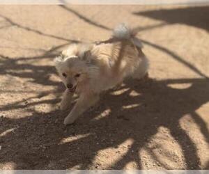 Pomeranian Dogs for adoption in Apple Valley, CA, USA