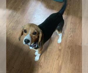 Beagle Dogs for adoption in Saugatuck, MI, USA