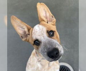 Mutt Dogs for adoption in Salinas, CA, USA