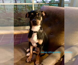 Mutt Dogs for adoption in Abbeville, LA, USA