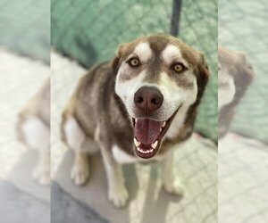 Huskies -Unknown Mix Dogs for adoption in Salina, UT, USA