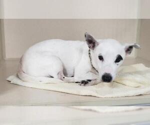 Jack Russell Terrier Dogs for adoption in Hollywood, MD, USA