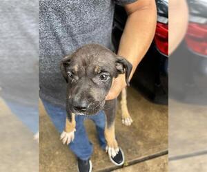 Rottweiler Dogs for adoption in Houston, TX, USA