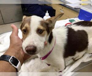 Australian Shepherd-Unknown Mix Dogs for adoption in Riverside, CA, USA