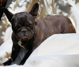 Medium Photo #1 French Bulldog Puppy For Sale in Bon Carbo, CO, USA