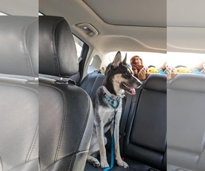 Siberian Husky-Unknown Mix Dogs for adoption in Minneapolis, MN, USA