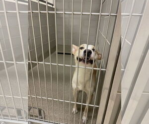 Huskies -Unknown Mix Dogs for adoption in Virginia Beach, VA, USA
