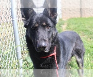 German Shepherd Dog-Huskies  Mix Dogs for adoption in Albany, OR, USA