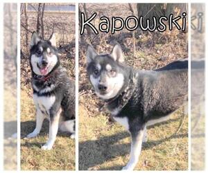 Huskies -Unknown Mix Dogs for adoption in Tremont, IL, USA