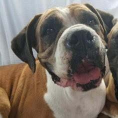 Boxer Dogs for adoption in Gulfport, MS, USA