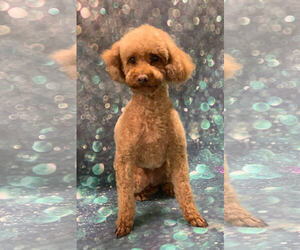 Poodle (Miniature)-Unknown Mix Dogs for adoption in Santa Rosa, CA, USA