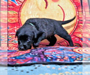 Golden Retriever-Unknown Mix Dogs for adoption in Rutherfordton, NC, USA