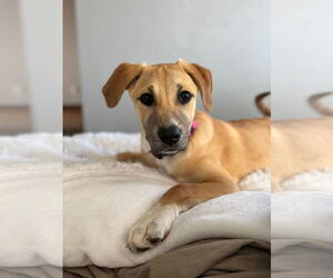 Labrador Retriever-Unknown Mix Dogs for adoption in New London, WI, USA