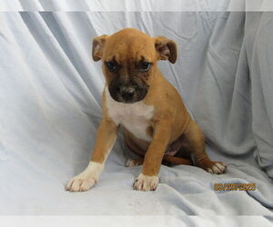 Mutt Dogs for adoption in Conroe, TX, USA