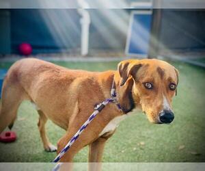 Catahoula Leopard Dog-Unknown Mix Dogs for adoption in Orlando, FL, USA