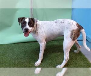 Pointer Dogs for adoption in Downey, CA, USA