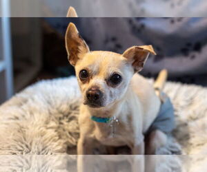 Chihuahua Dogs for adoption in Sacramento , CA, USA