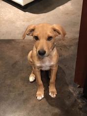 Borador Dogs for adoption in Dallas, TX, USA