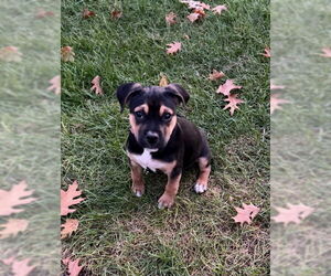 Chihuahua-Unknown Mix Dogs for adoption in St. Louis Park, MN, USA