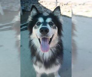 Siberian Husky Dogs for adoption in Sacramento, CA, USA