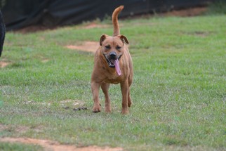 Carolina Dog-Labrador Retriever Mix Dogs for adoption in Dalzell, SC, USA