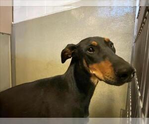 Doberman Pinscher-Unknown Mix Dogs for adoption in Rancho Cucamonga, CA, USA