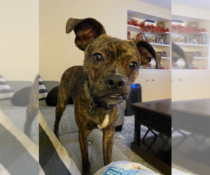 Boston Huahua Dogs for adoption in Tonawanda, NY, USA