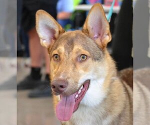 German Shepherd Dog-Huskies  Mix Dogs for adoption in Florence, KY, USA