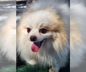 Pomeranian Dogs for adoption in Bon Carbo, CO, USA