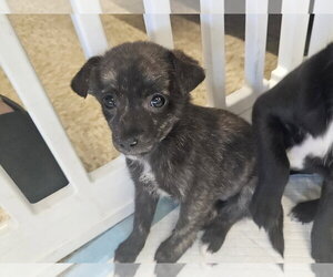 Mutt Dogs for adoption in Woodbury, NY, USA
