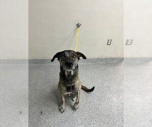 Labrador Retriever-Unknown Mix Dogs for adoption in Pasadena, TX, USA