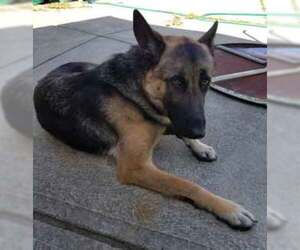 German Shepherd Dog Dogs for adoption in Amherst, OH, USA
