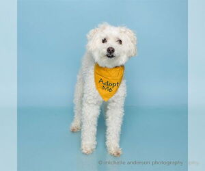 Poodle (Miniature) Dogs for adoption in Corona, CA, USA