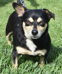 Bo-Dach Dogs for adoption in Palo Alto, CA, USA